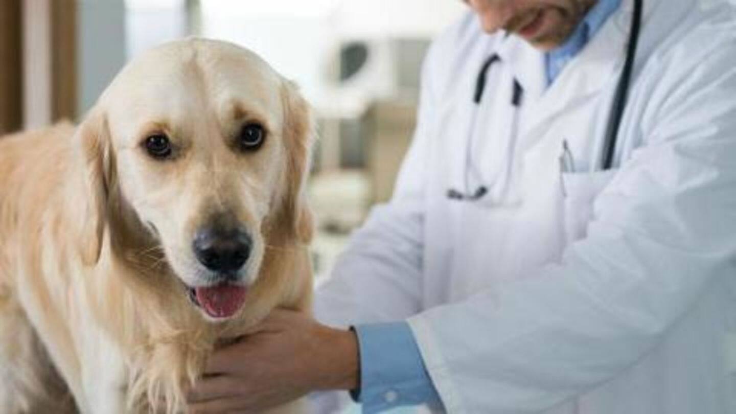 Vaccination schedule for dogs: Core and non-core vaccines
