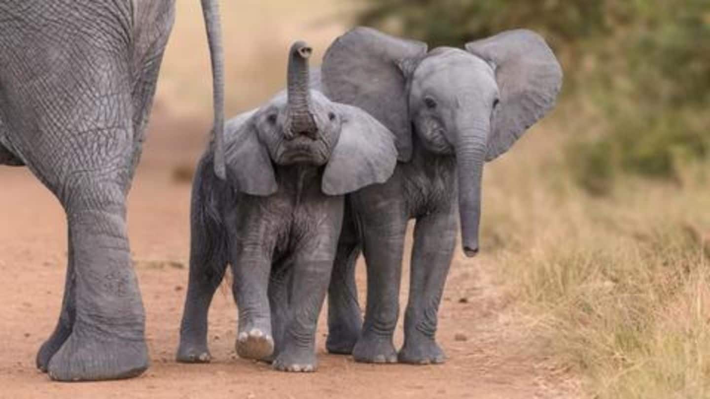 Love elephants? Here are 8 lesser-known facts about them