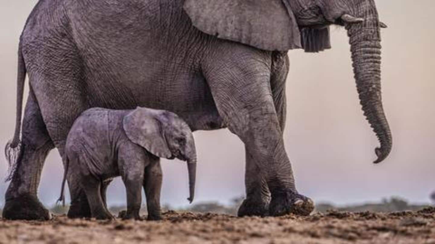 Elephants are quite emotional, suffer from post-traumatic stress disorder Elephants are quite emotional, suffer from post-traumatic stress disorder