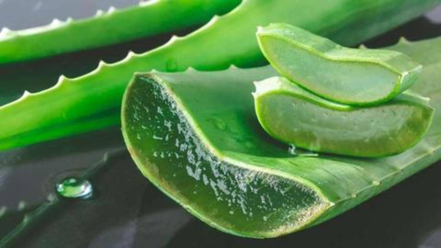 Five amazing uses of aloe vera NewsBytes