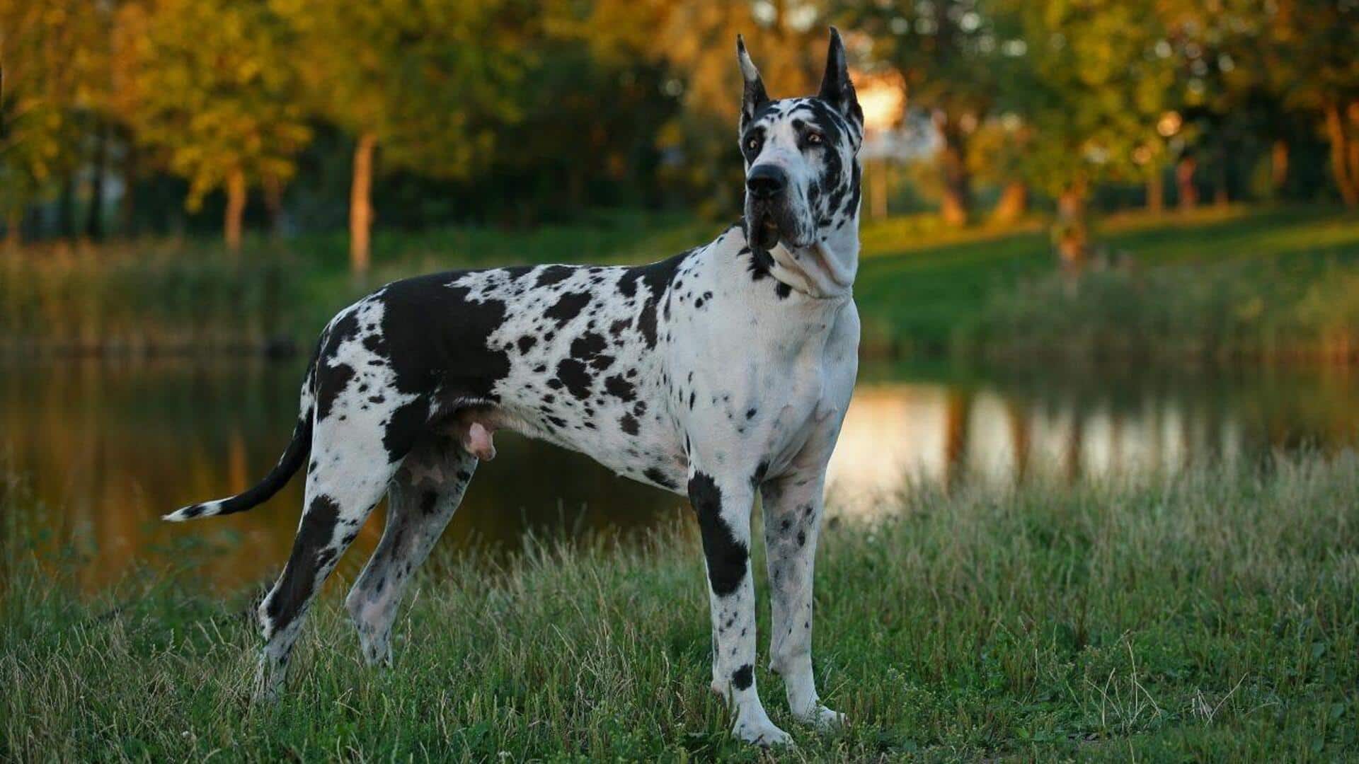 Great Dane dog's nail care: Follow these useful tips