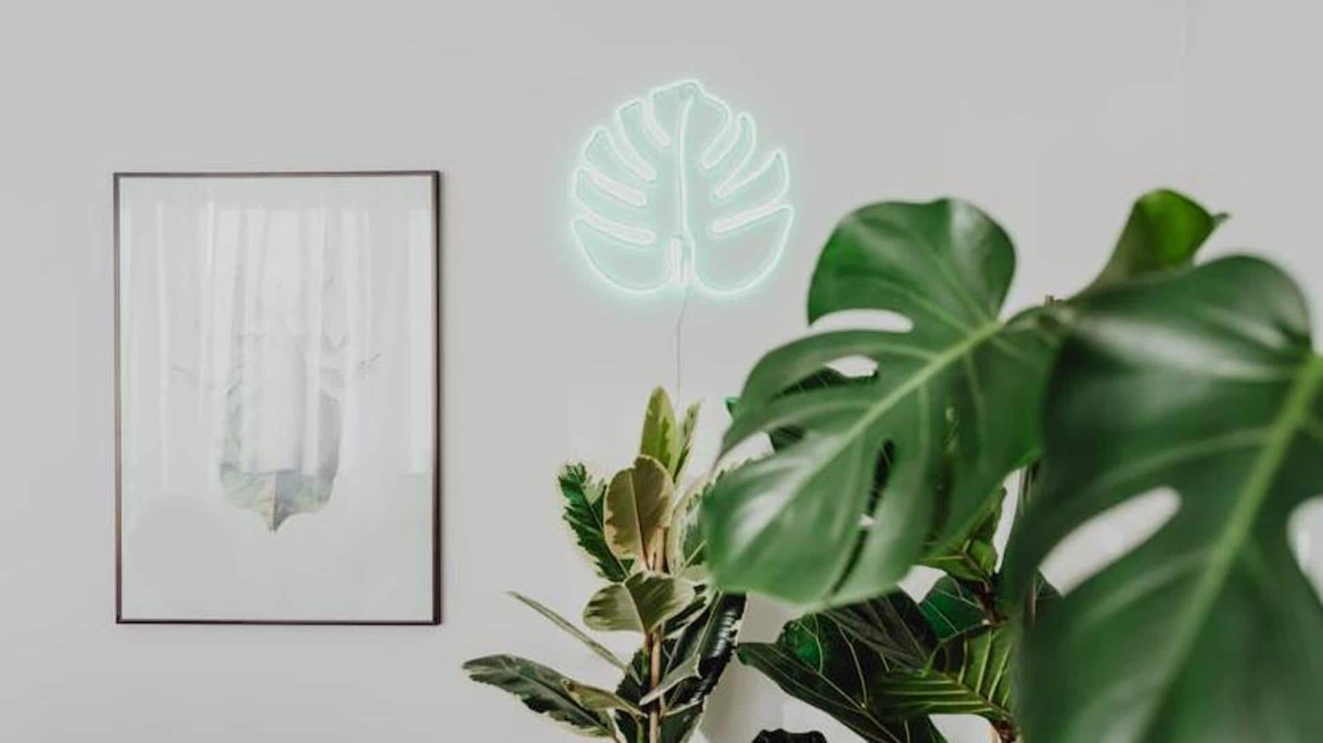 Flourishing fiddle leaf figs: Care tips to remember