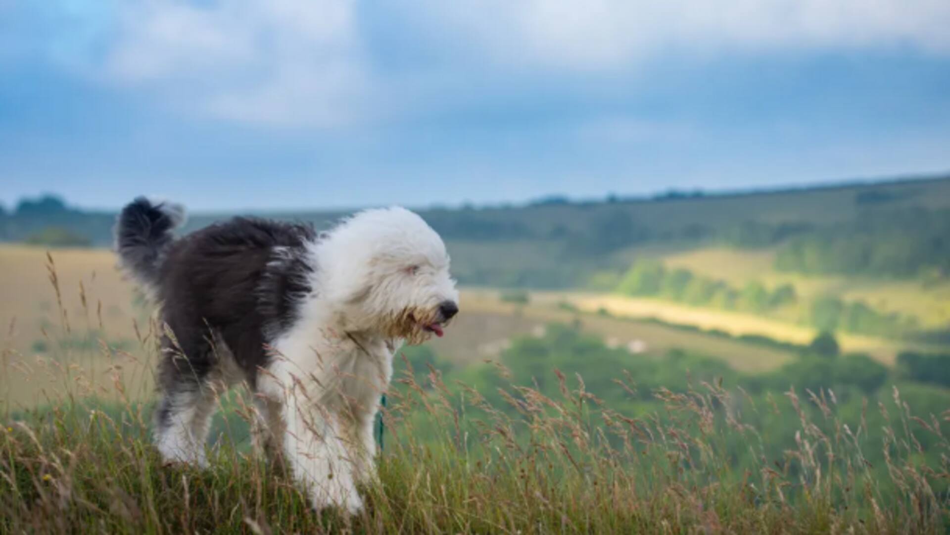 Old English Sheepdog grooming guide