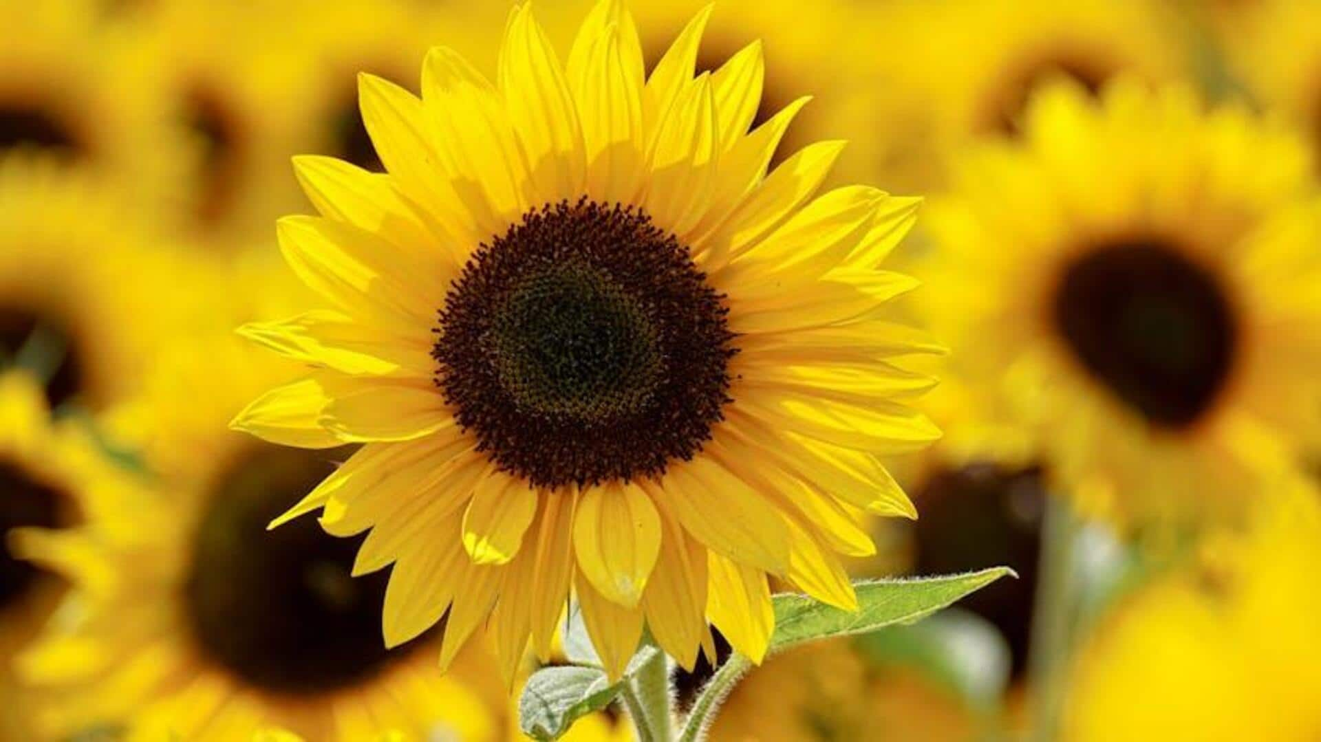 Sunflower care: Here's what helps them thrive 