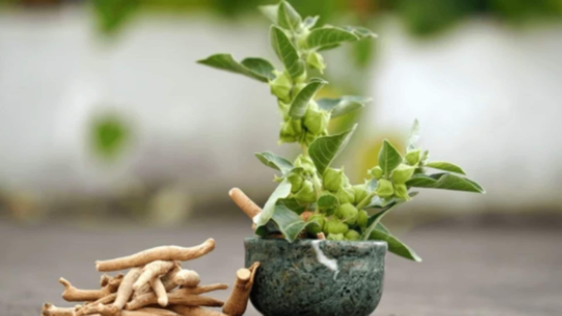 How to grow ashwagandha roots at home How to grow ashwagandha roots at home