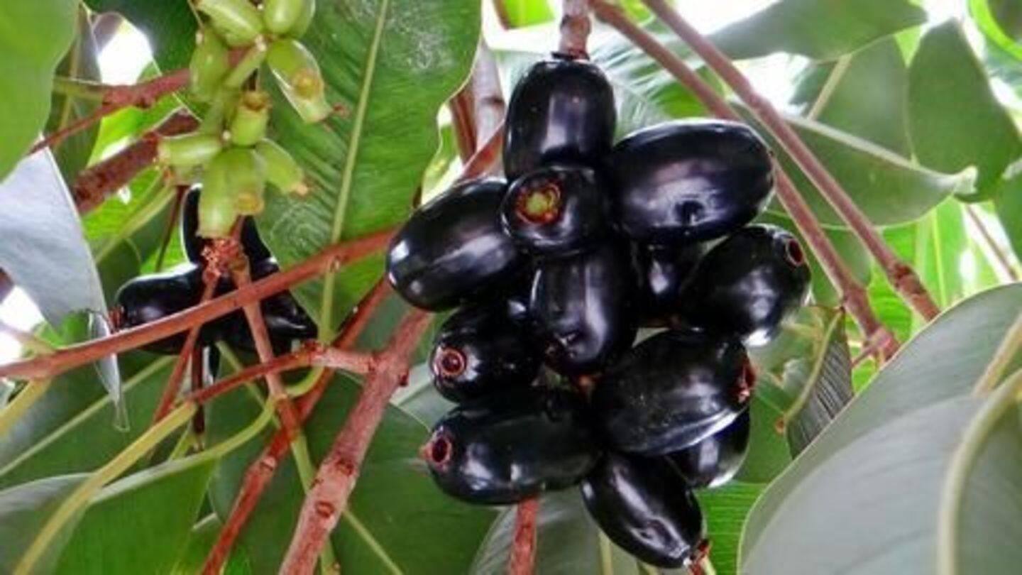 IIT Roorkee scientists use Jamuns to make solar cells