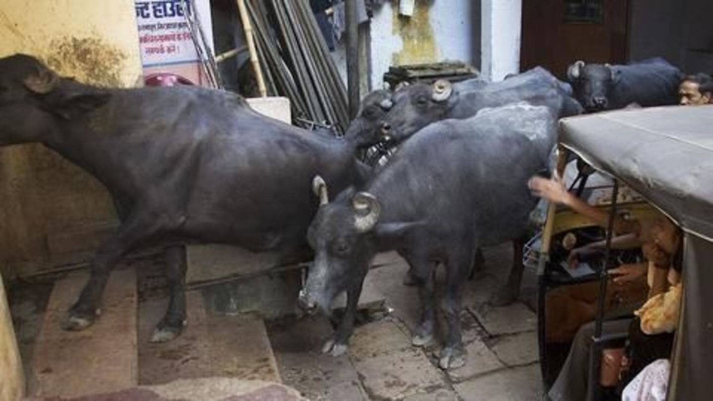 South Delhi: Buffalo transporters attacked by cow vigilantes