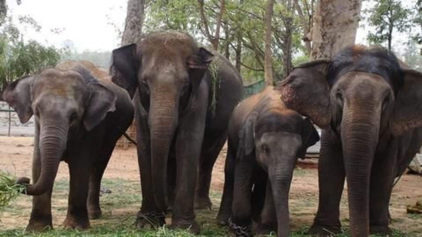 Jharkhand: Elephants kill more people than Maoists