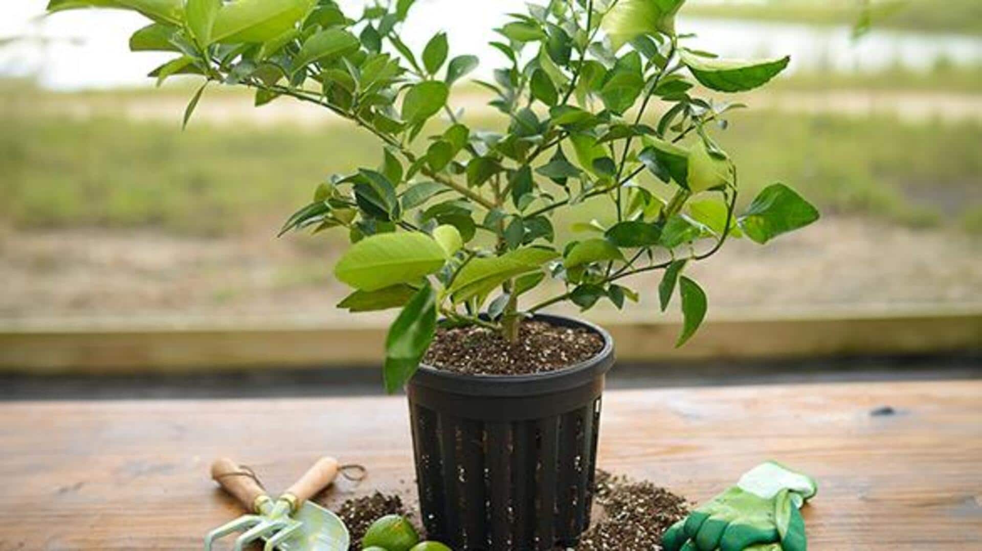 Growing Persian lime trees indoors