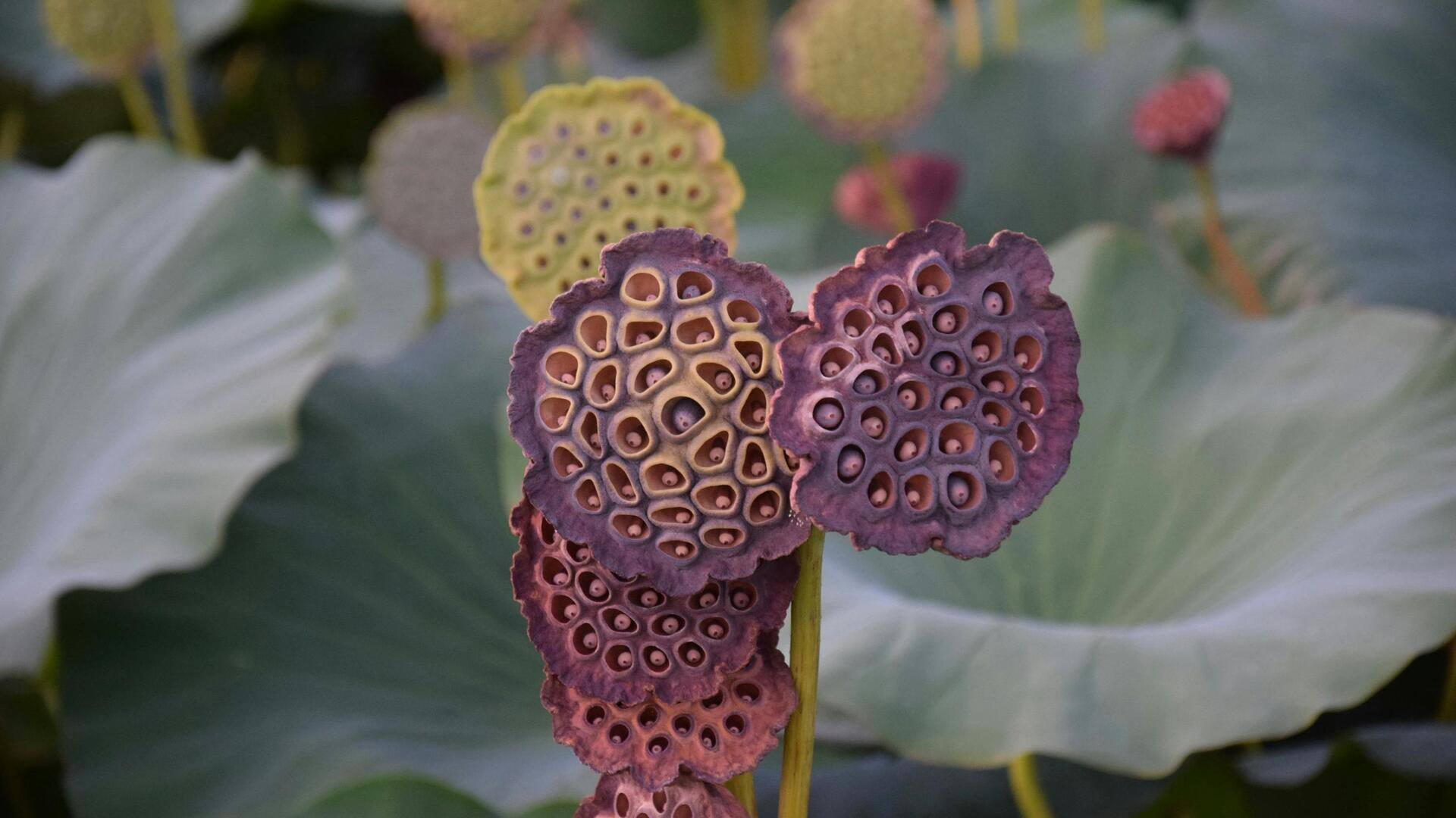Creative ways to cook with lotus seeds