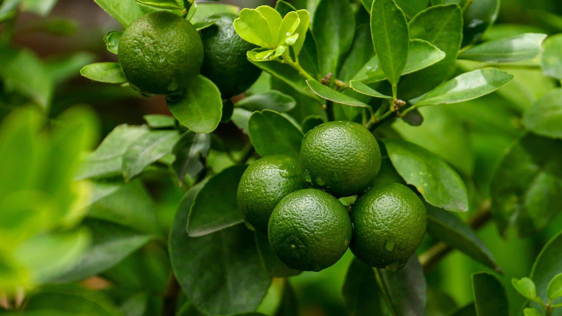 Grow fresh kaffir lime in your home garden