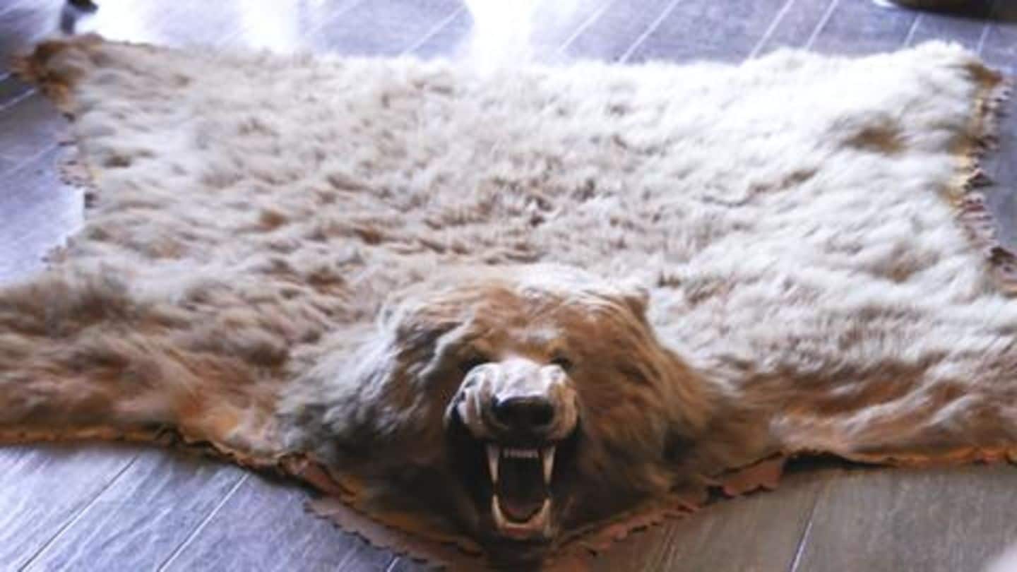 McMahon allegedly owns bear skin rugs McMahon allegedly owns bear skin rugs