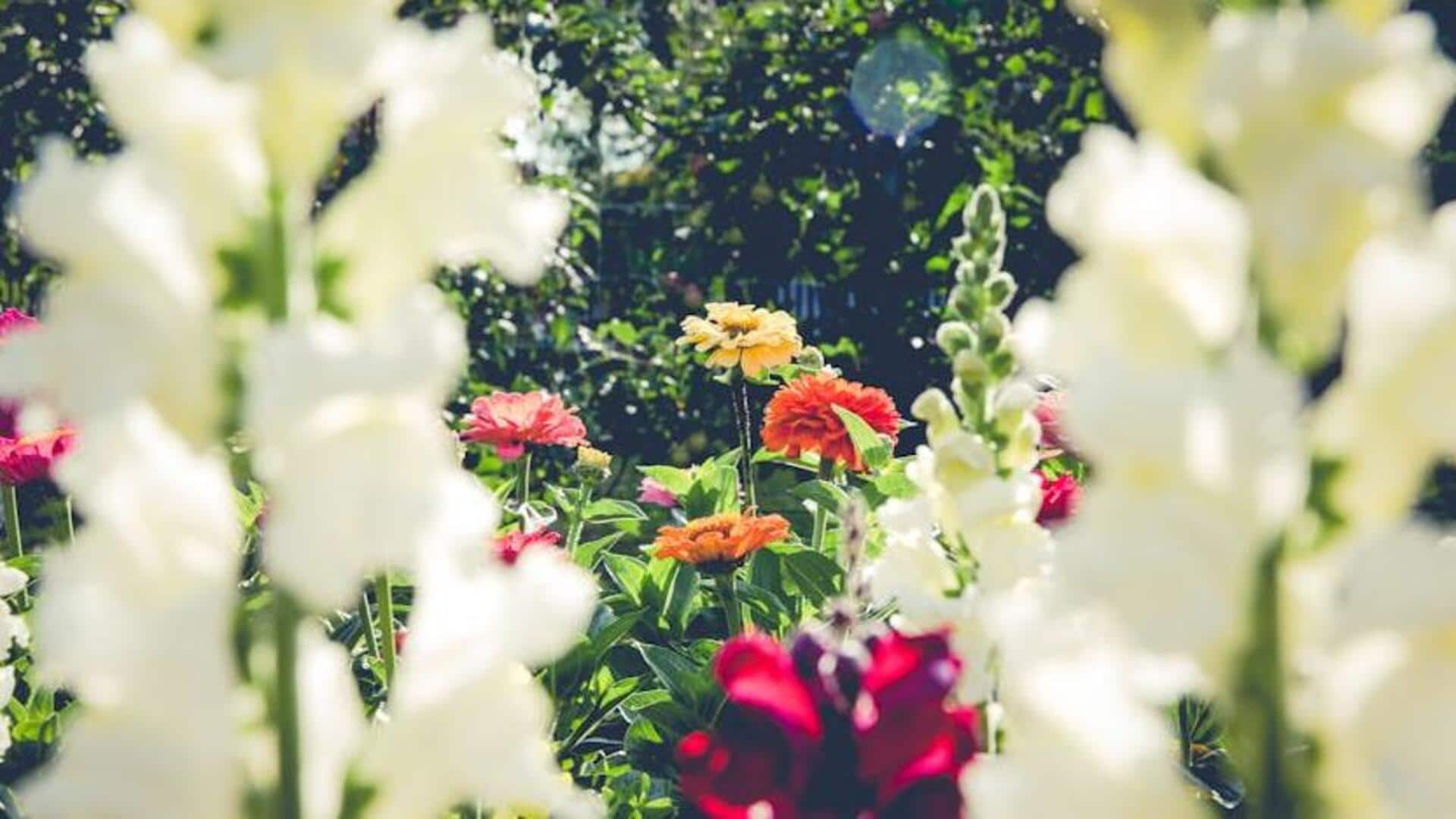 Planting Snapdragon flowers in outdoor pots