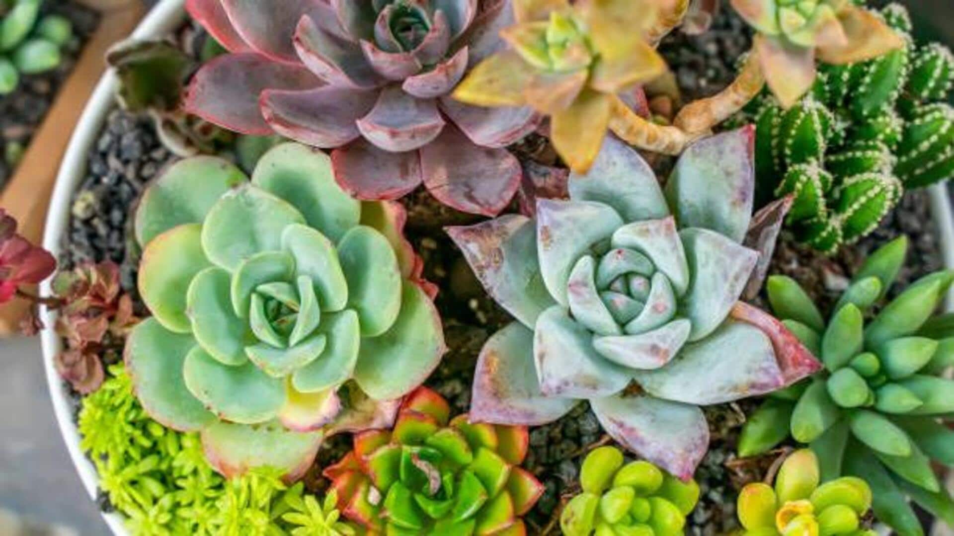 Succulent care 101: 5 hacks you didn't know about Succulent care 101: 5 hacks you didn't know about