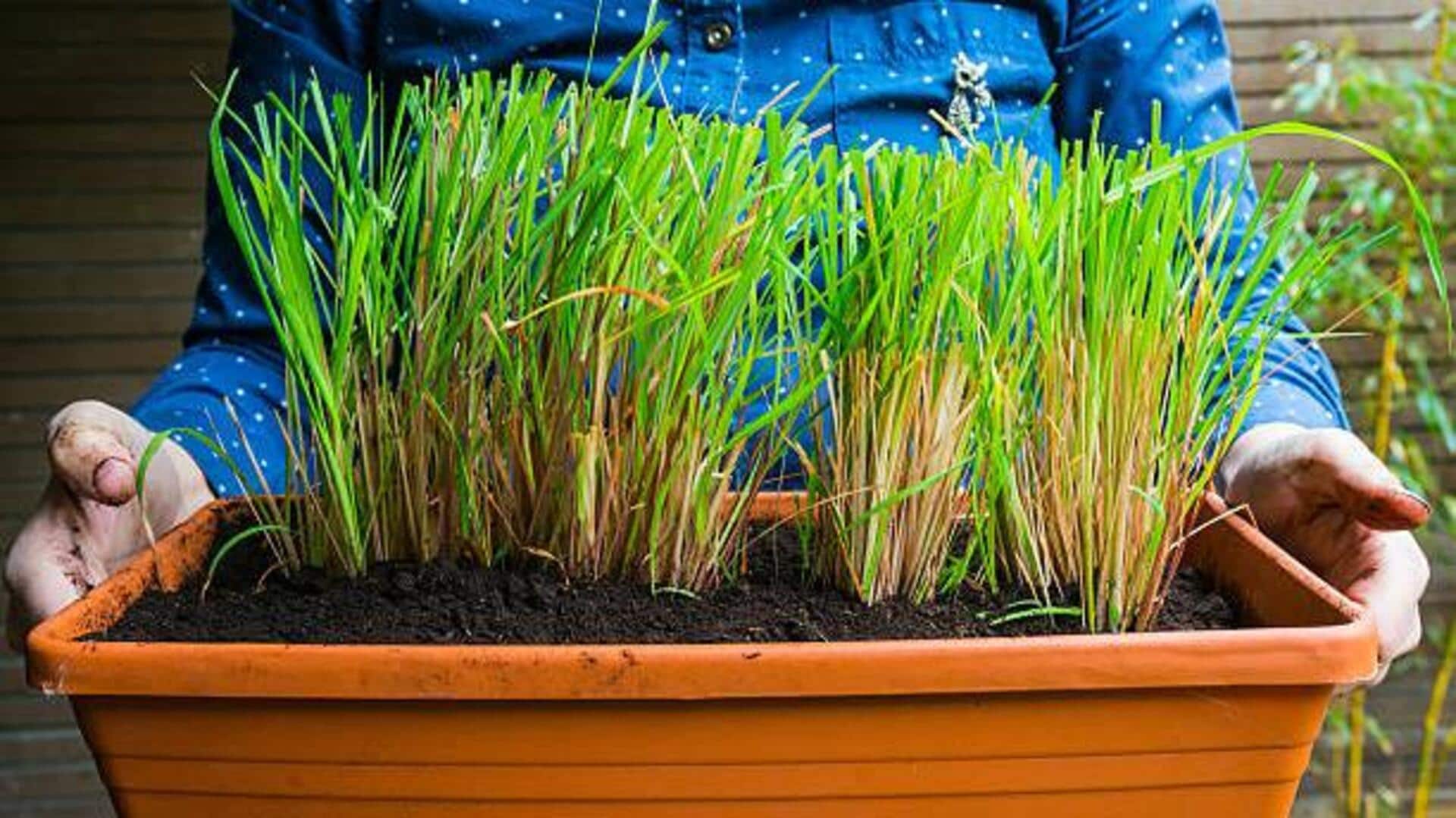 How to grow lemongrass at home