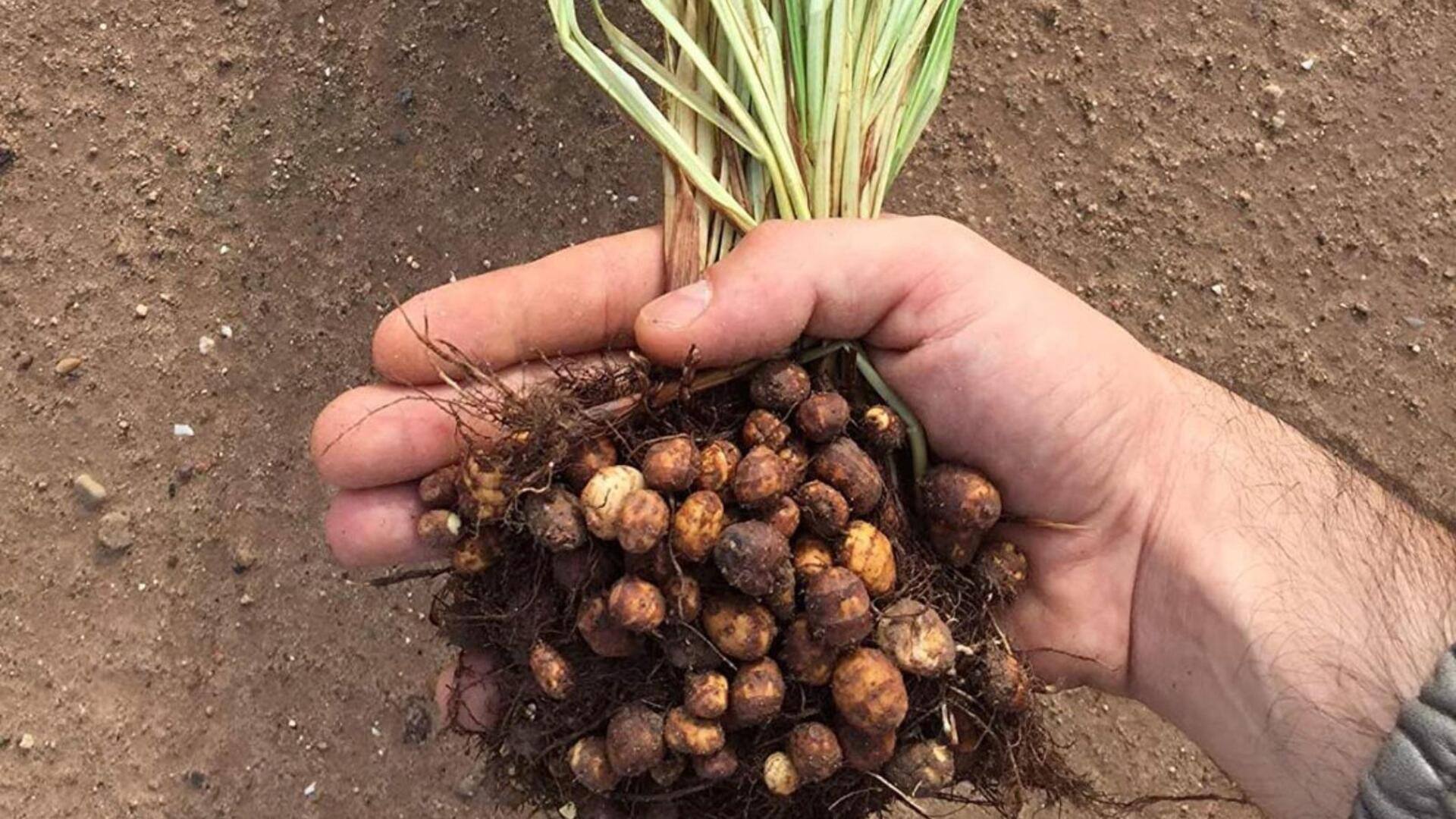 Tiger nuts: Let's know about this small root vegetable
