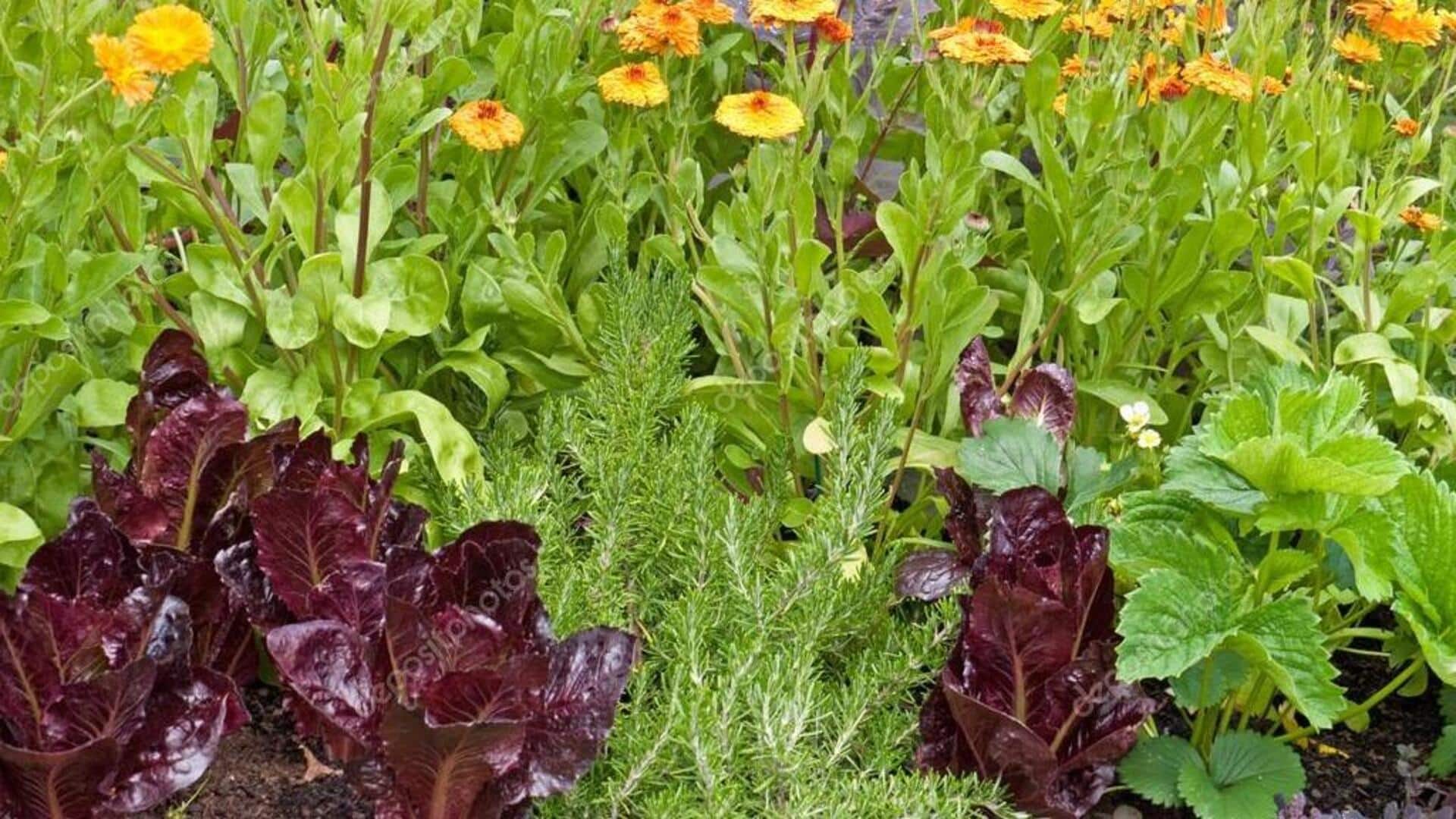 Companion planting: Pair your houseplants the right way Companion planting: Pair your houseplants the right way