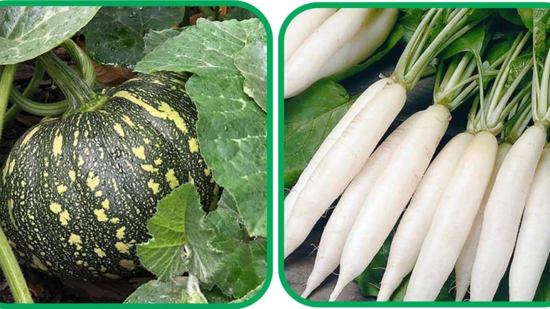 Radish v/s pumpkin: Do they have same Vitamin C content?