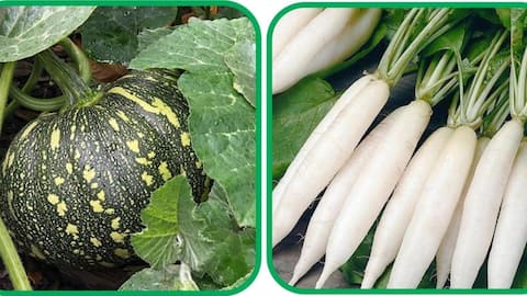 Radish v/s pumpkin: Do they have same Vitamin C content?
