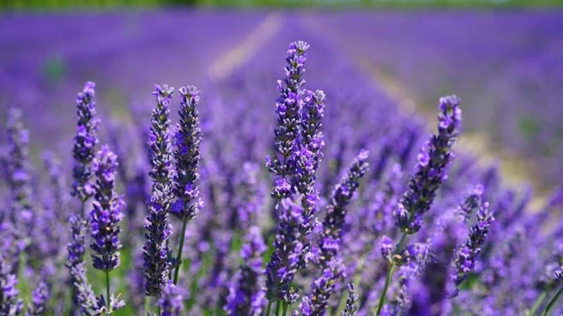 Stroll through Provence's lavender fields, France