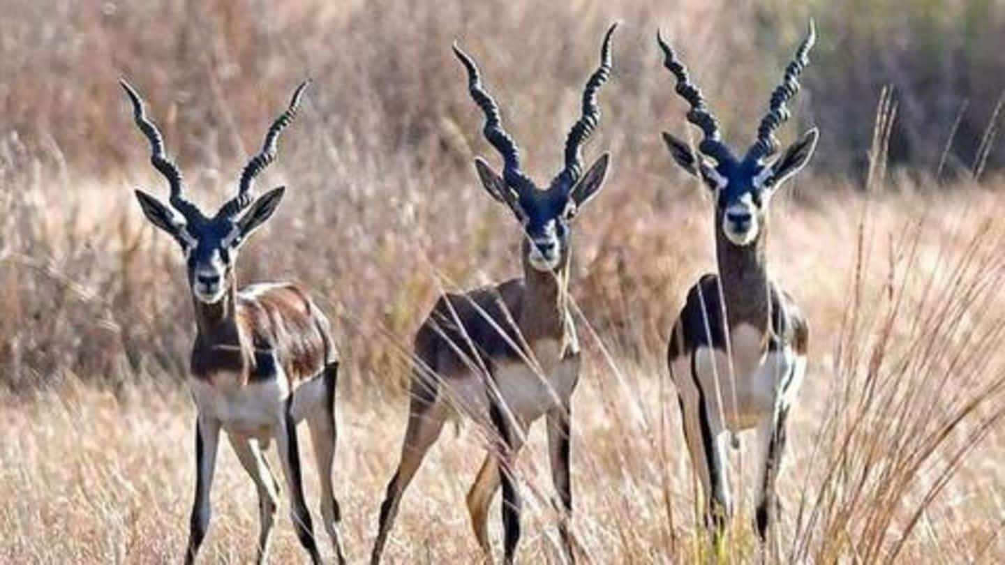 Main reason: Blackbuck hunting is a punishable offense in India Main reason: Blackbuck hunting is a punishable offense in India