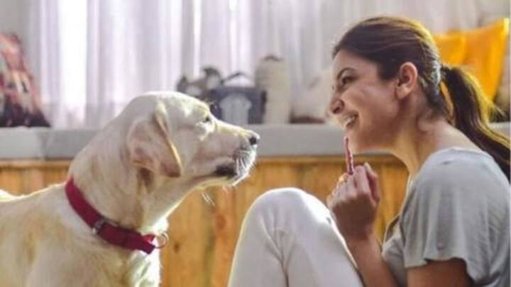 Anushka launches #JusticeForAnimals campaign, wants stricter animal protection laws