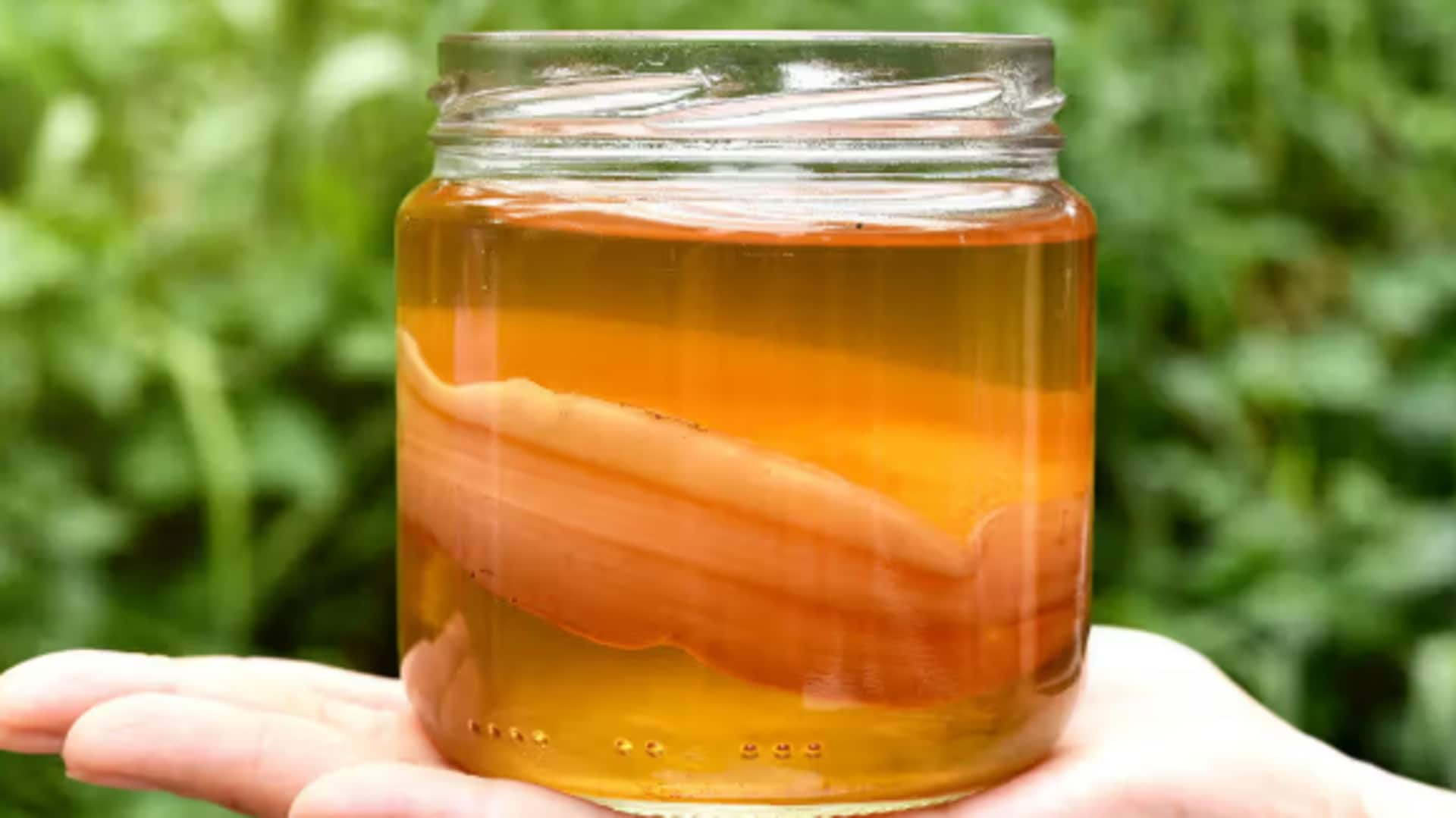 The illuminating path of kombucha's fermented finesse