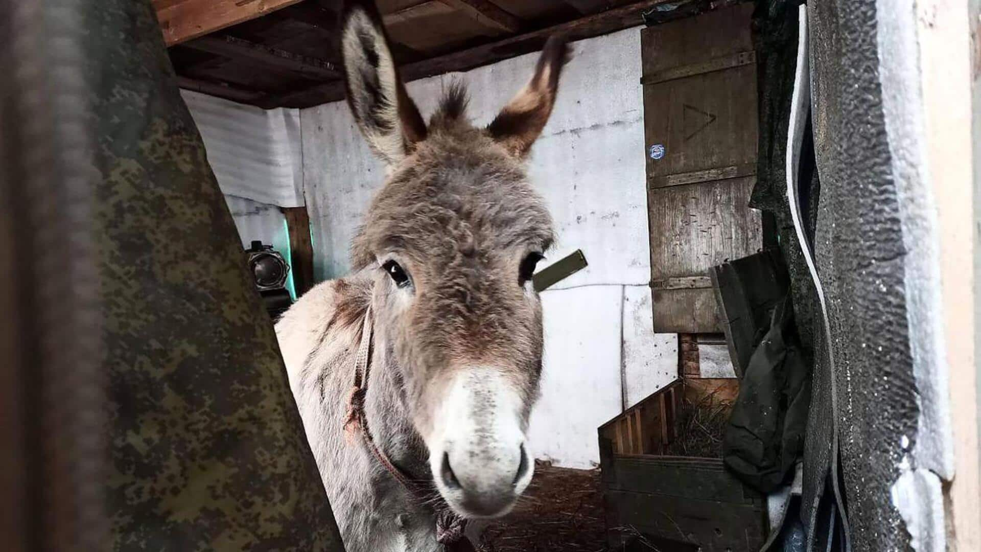 Russia using horses, donkeys to counter Ukraine's drone warfare