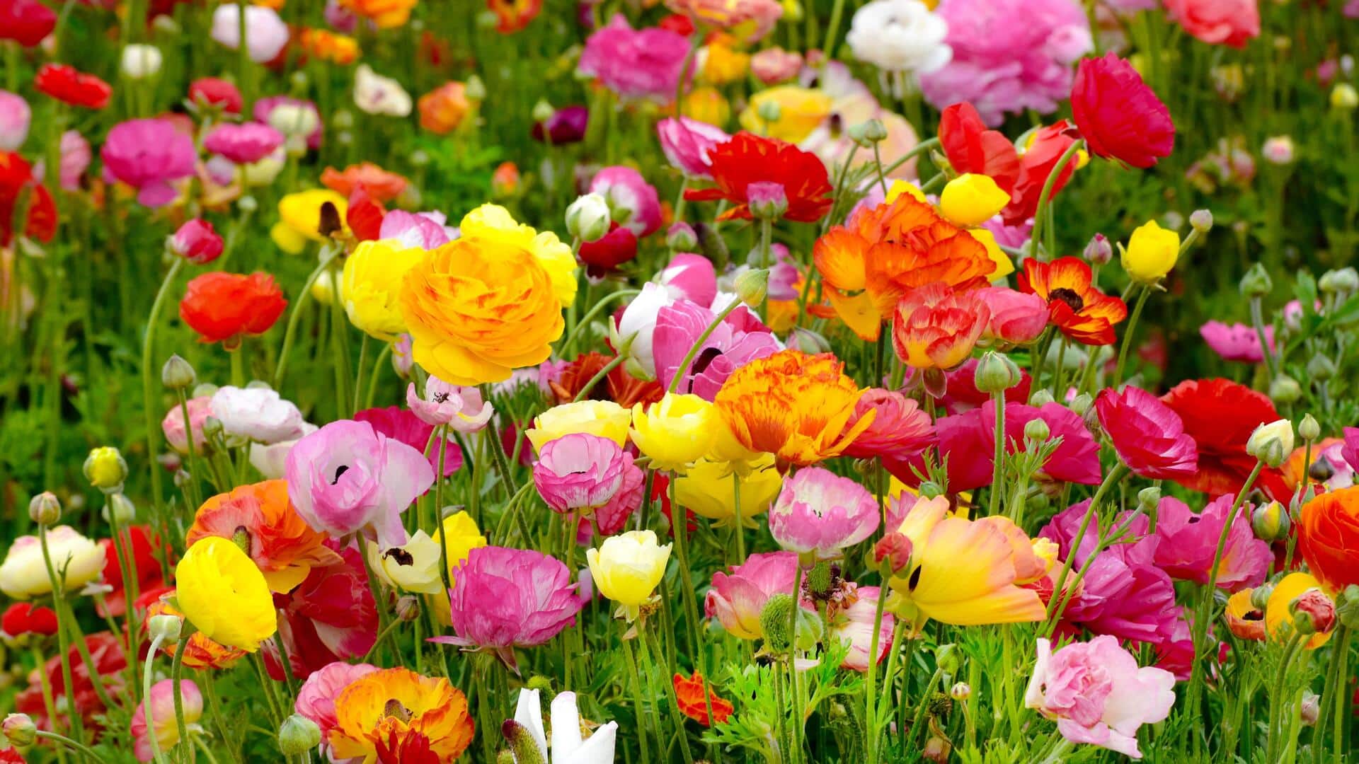 How to grow ranunculus flowers at home How to grow ranunculus flowers at home