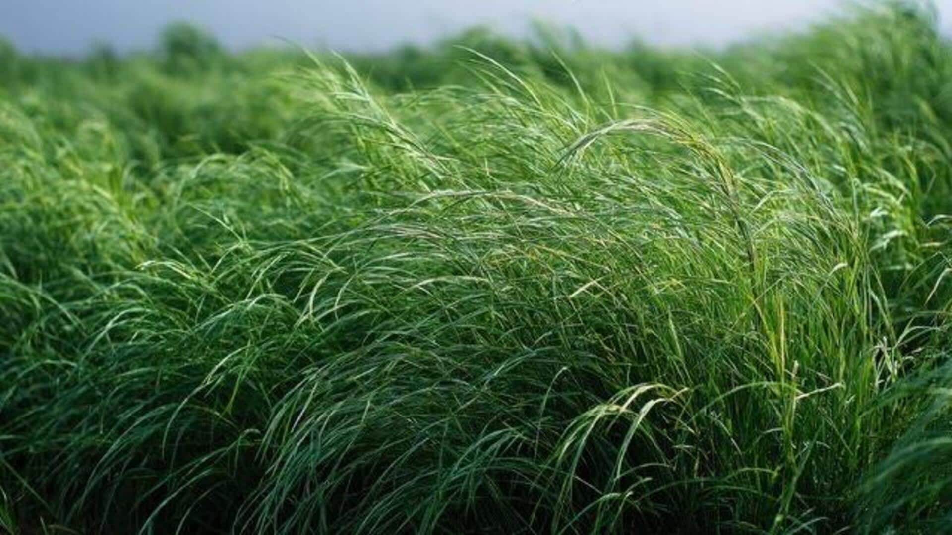 Why you should add teff grass to your diet
