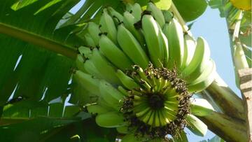 Health benefits of raw bananas (and 5 recipes)