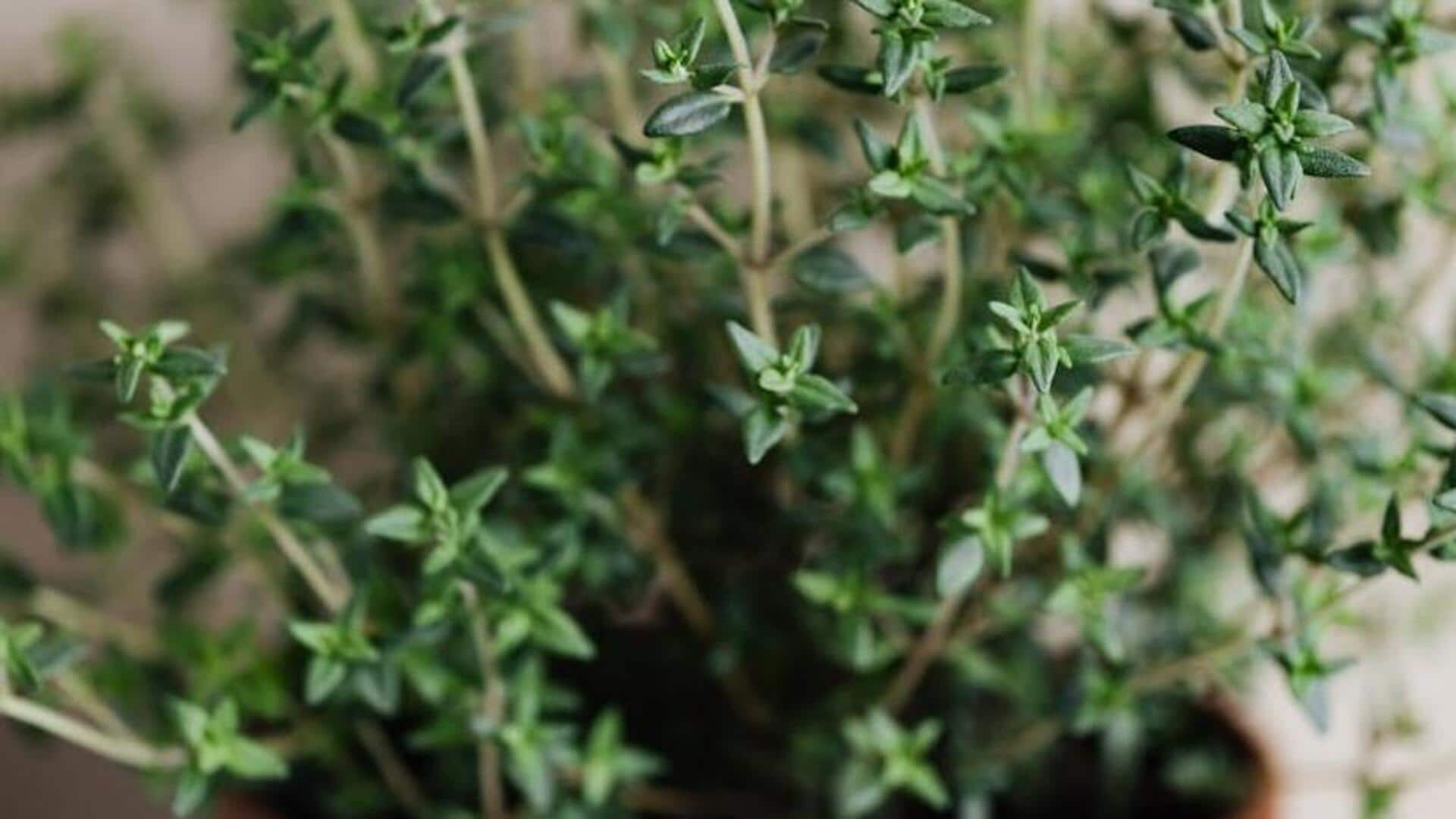 Tapping into thyme's respiratory relief potentials