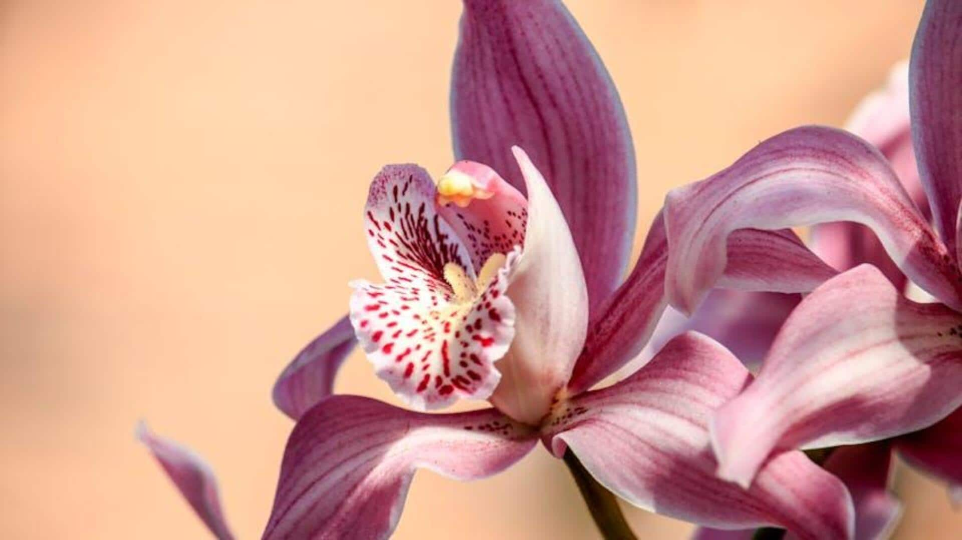 Orchid odyssey: Blooming trails worldwide