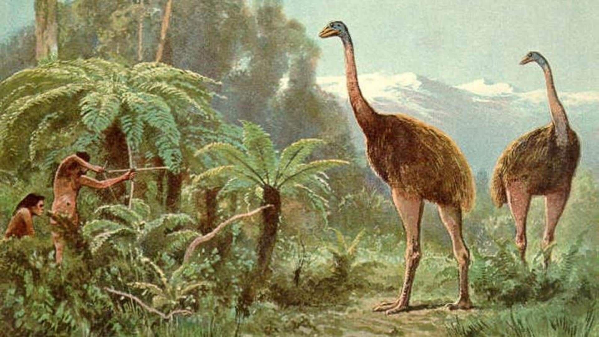 This extinct 12-feet-tall bird may soon roam among us This extinct 12-feet-tall bird may soon roam among us