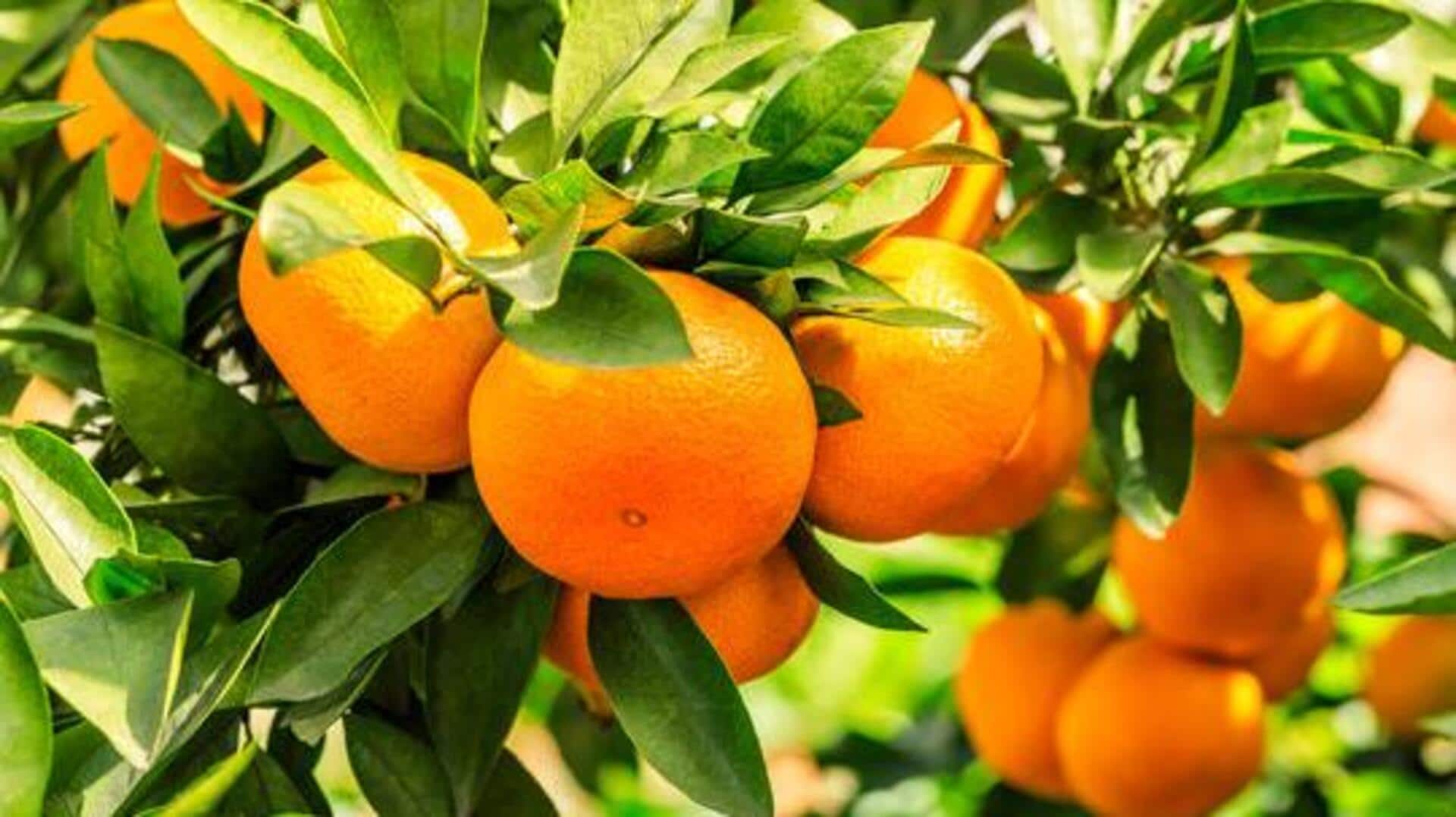 How to grow citrus plants indoors