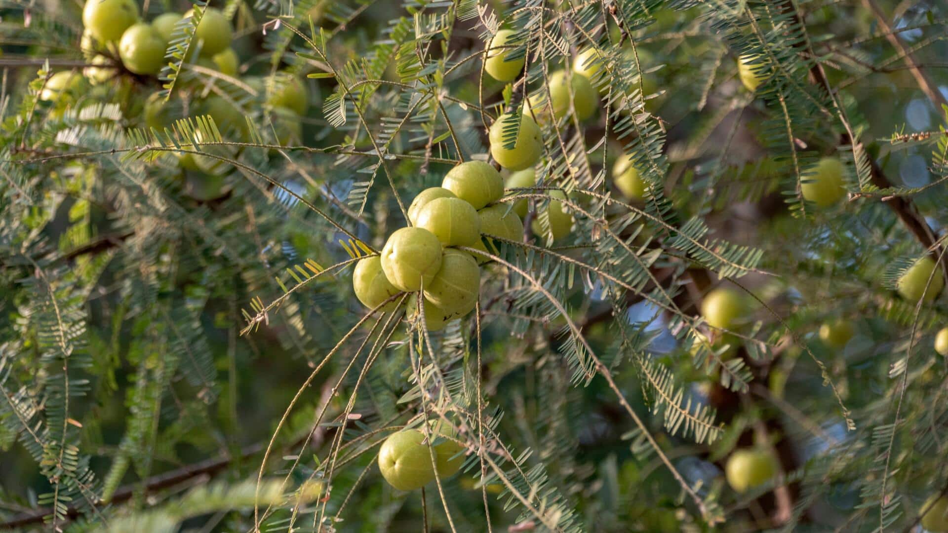 Amla v/s Guava: Which has more vitamin C?