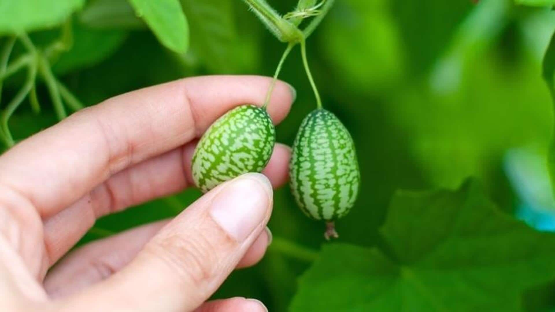 Growing crisp cucamelons in mini greenhouses at home