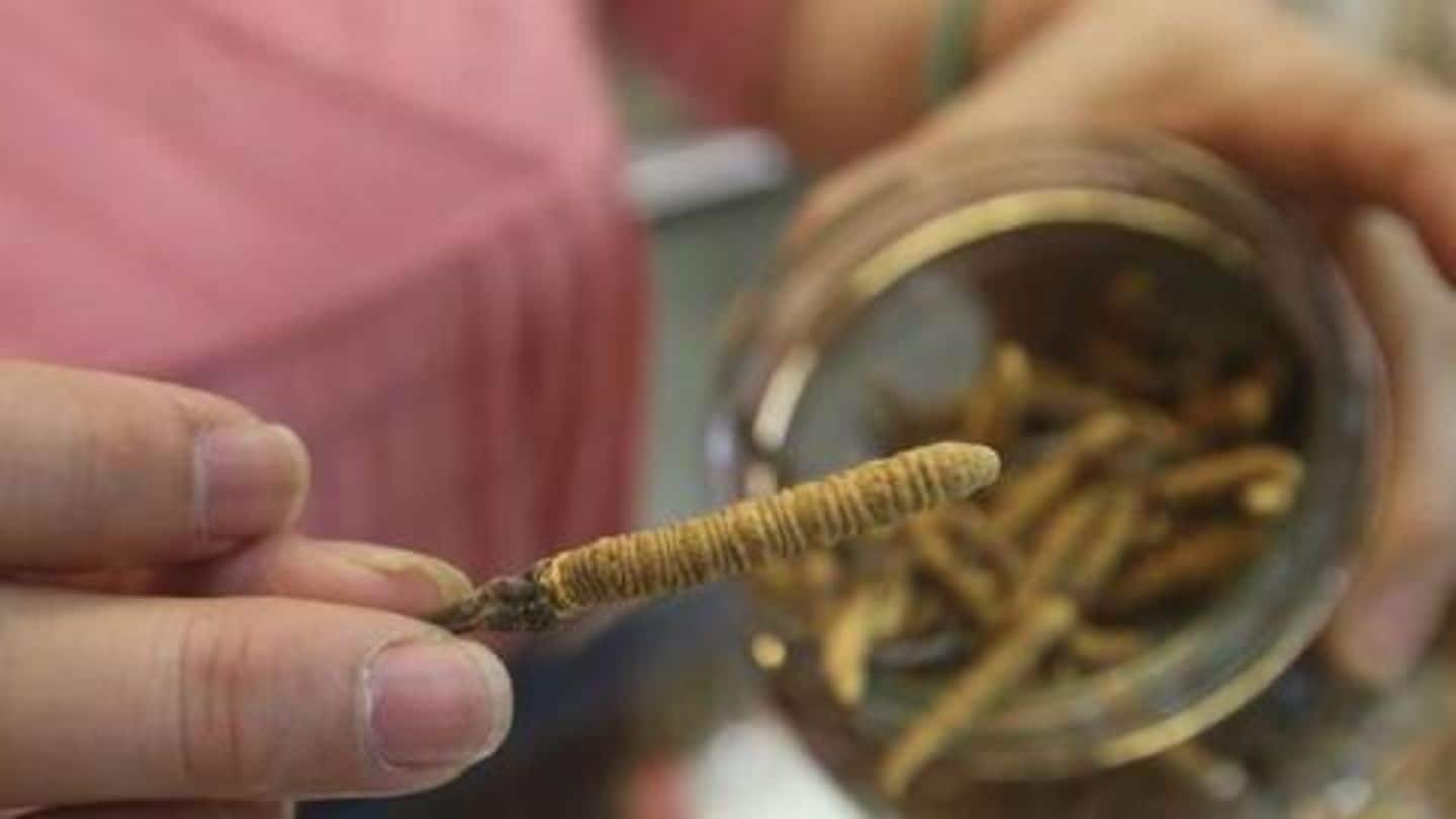 Himalayan Viagra, costlier than gold, is in danger
