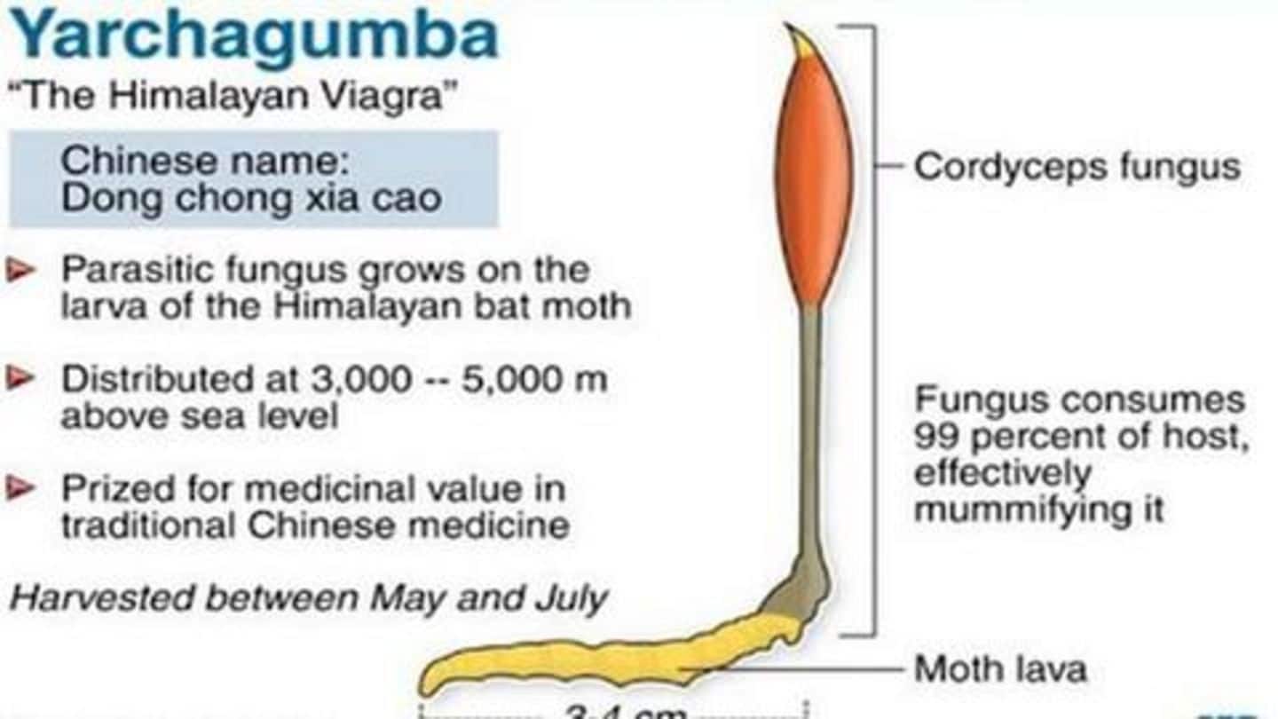 Himalayan viagra buy
