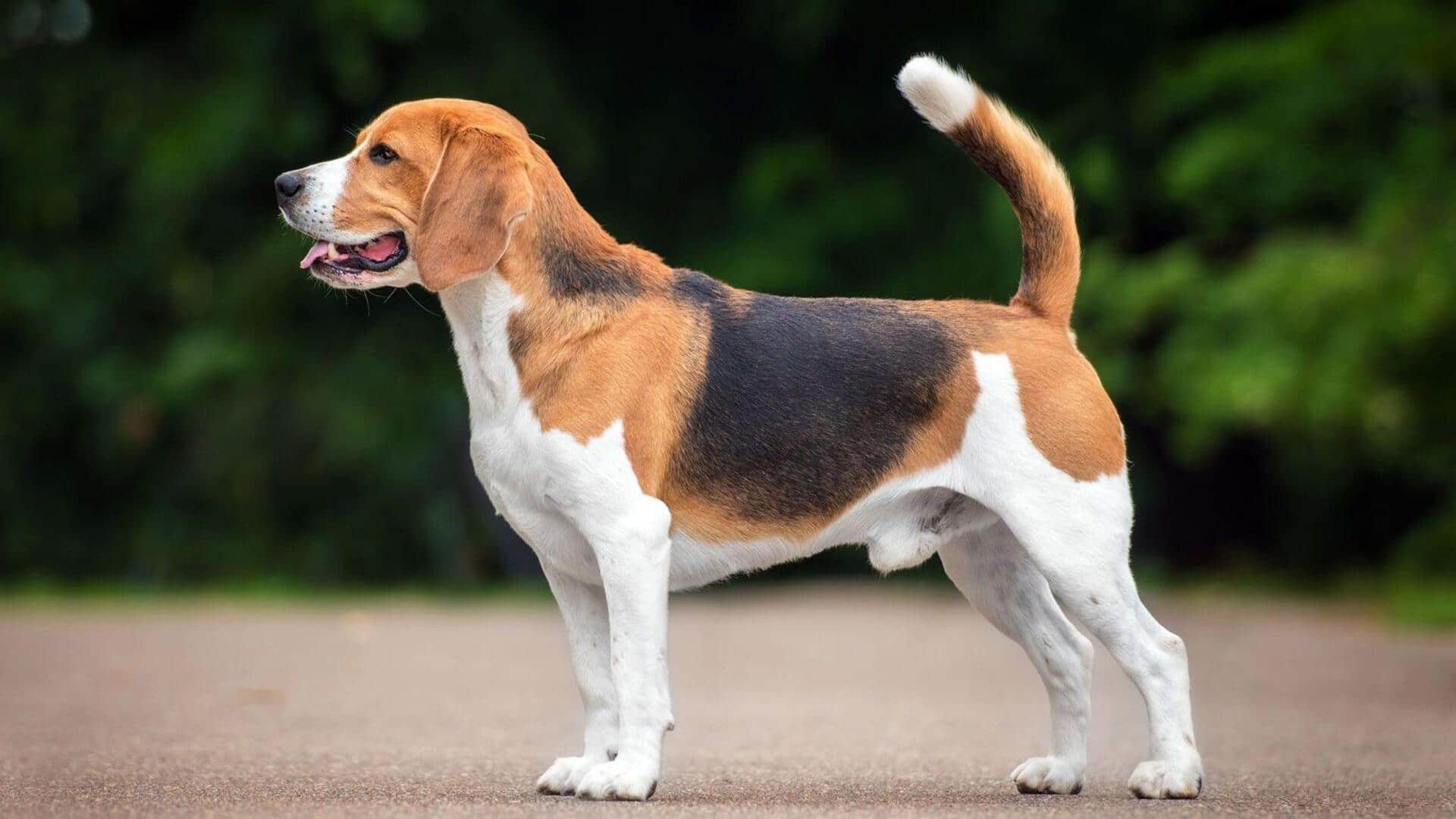 How to trim your Beagle's nails: A guide
