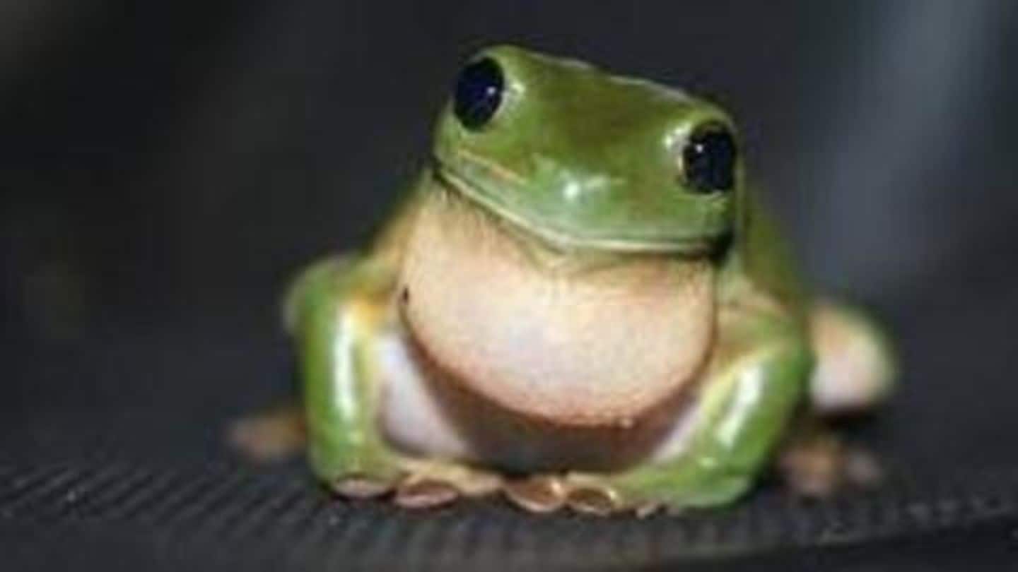Now, there is a 'FrogPhone' to track wild frog populations