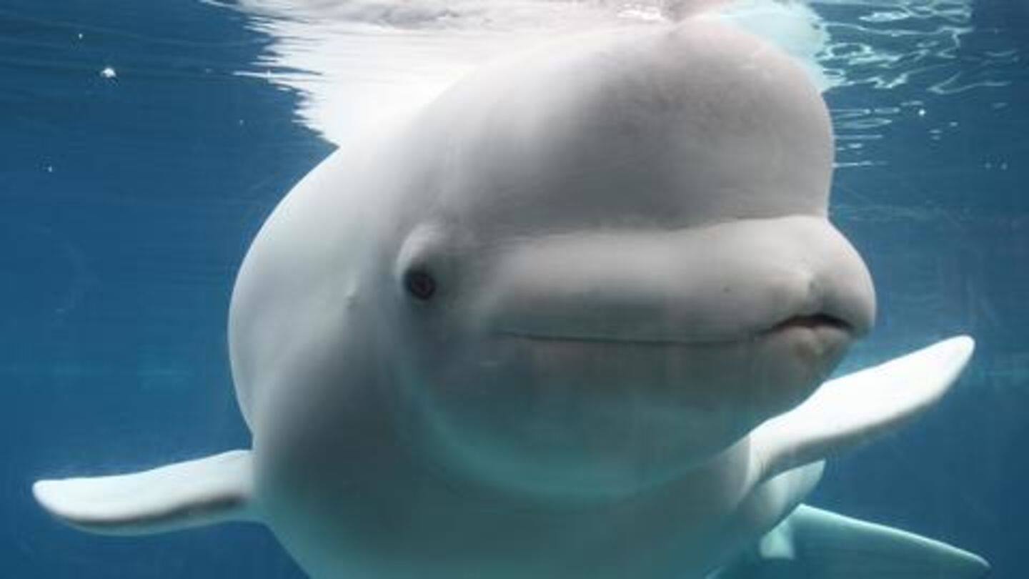 White whale harassed fishermen's boat White whale harassed fishermen's boat