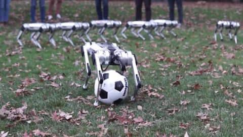 Watch: MIT's 'robo-dogs' playing soccer, flipping (and tripping) excitedly