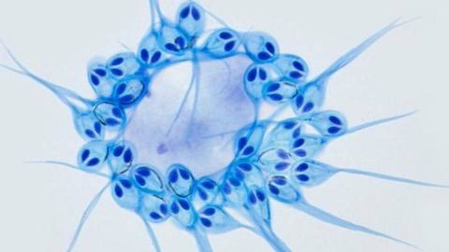 Scientists found firstever 'animal' that doesn't need oxygen to live