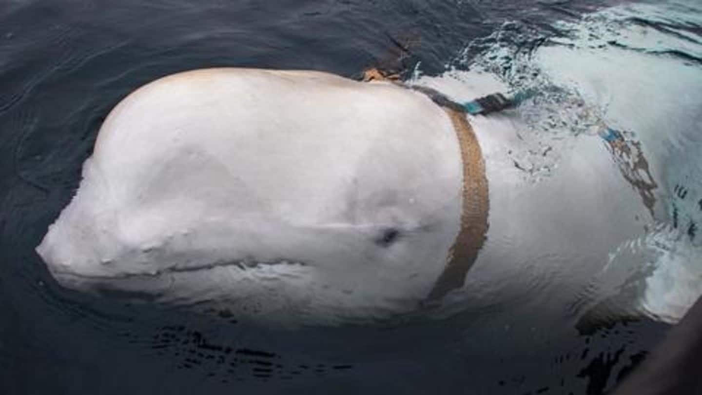 This mysterious whale could be Russian spy, marine experts claim