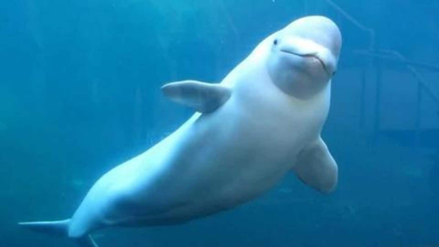 Russia had trained sea creatures before Russia had trained sea creatures before