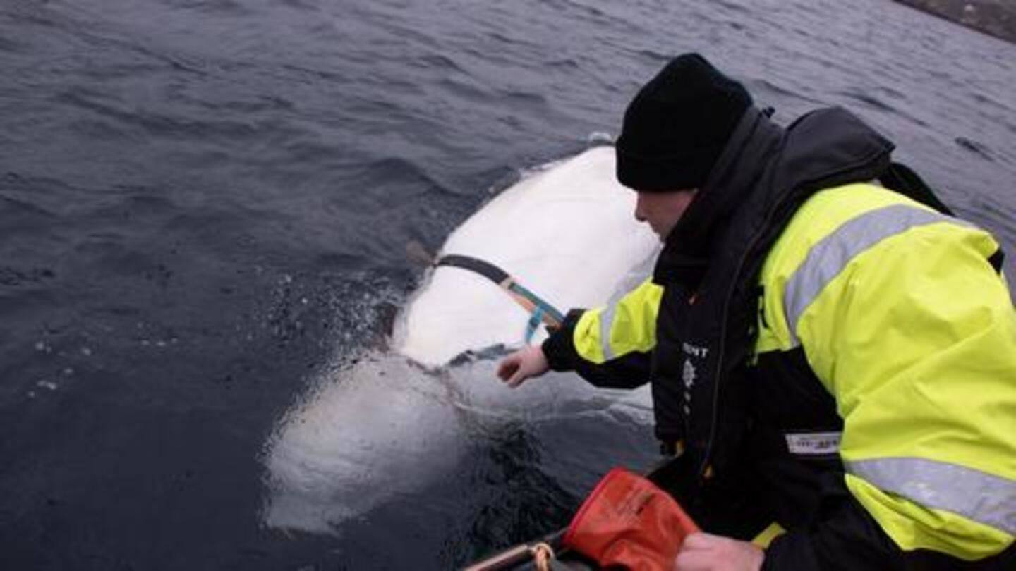White beluga whale seen in arctic in Norway White beluga whale seen in arctic in Norway