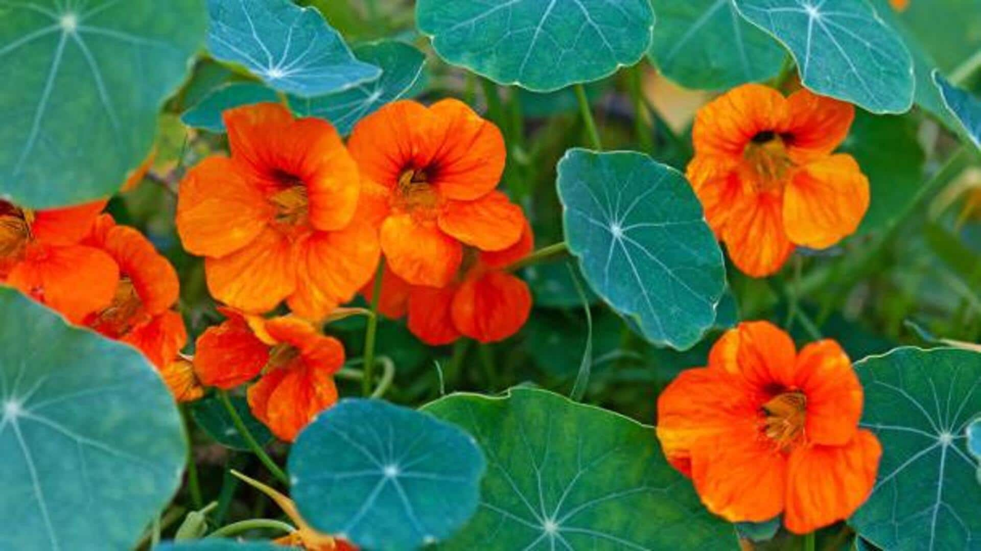 Nasturtium leaves: The secret ingredient to gourmet salads 