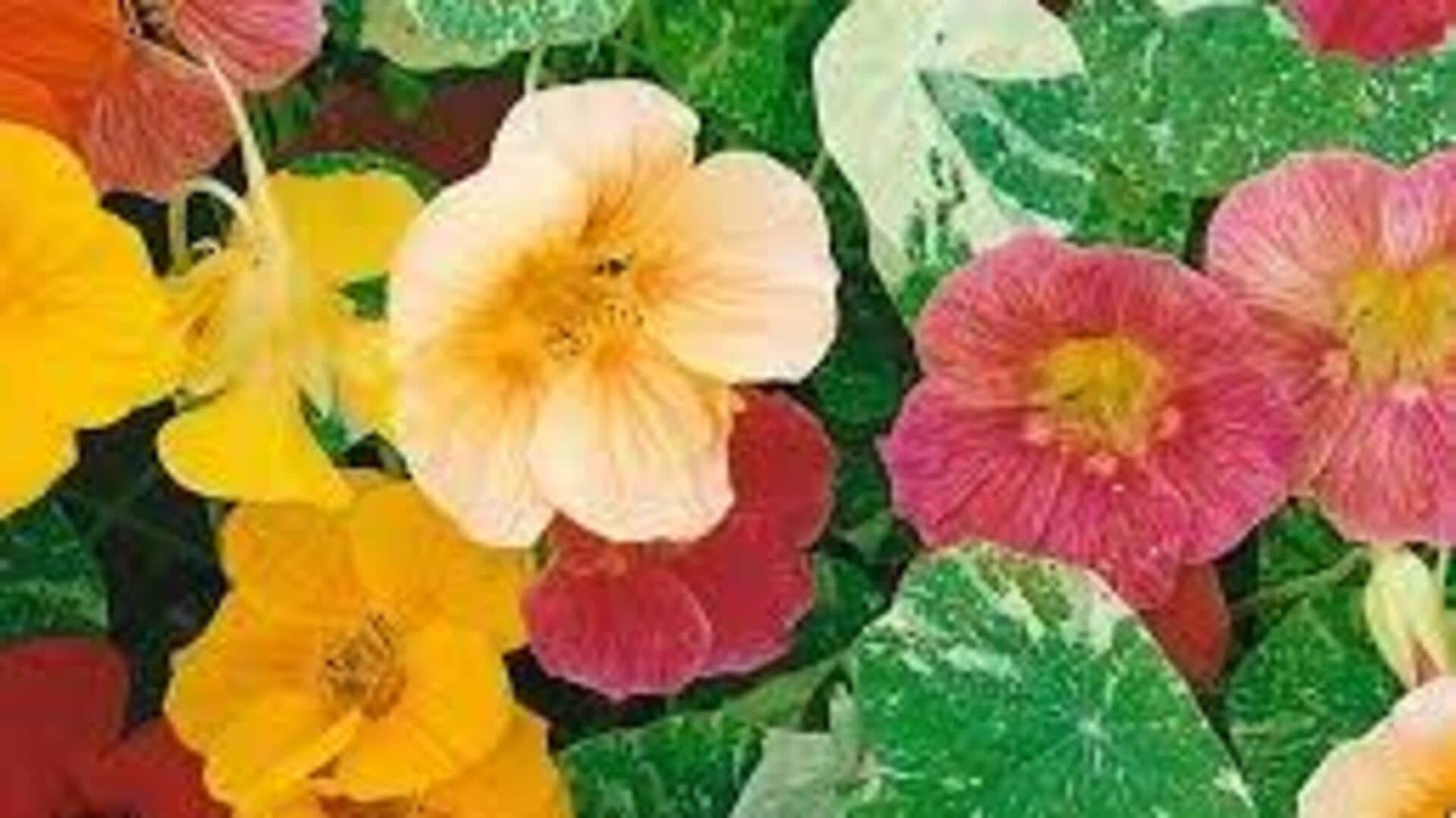Spice up your meals with these 5 edible flowers Spice up your meals with these 5 edible flowers