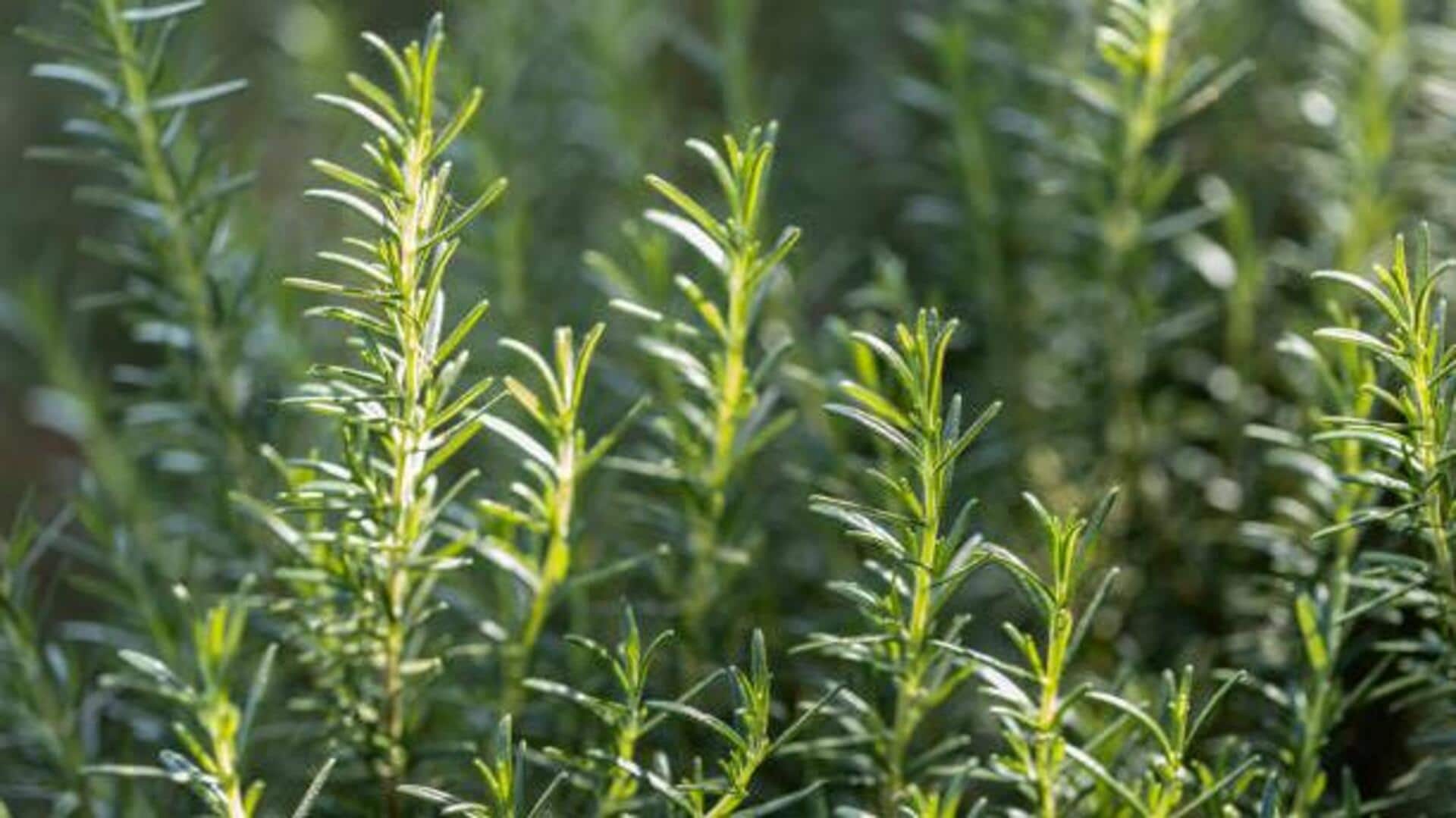 Have you tasted these rosemary recipes yet? Have you tasted these rosemary recipes yet?